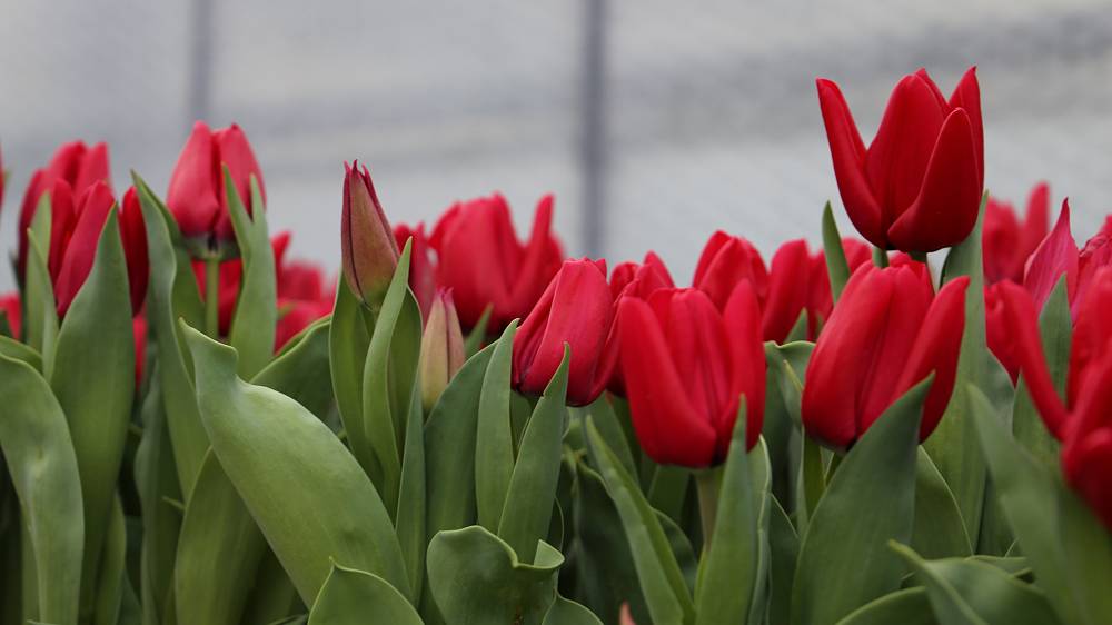 Frühling bei der Gärtnerei Strobel – Tulpen & frische Frühjahrsblüher