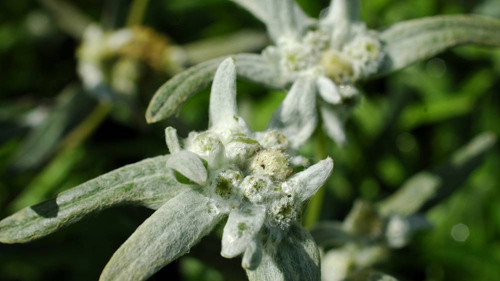 Sommer bei der Gärtnerei Strobel – Edelweiß & Sommerstauden